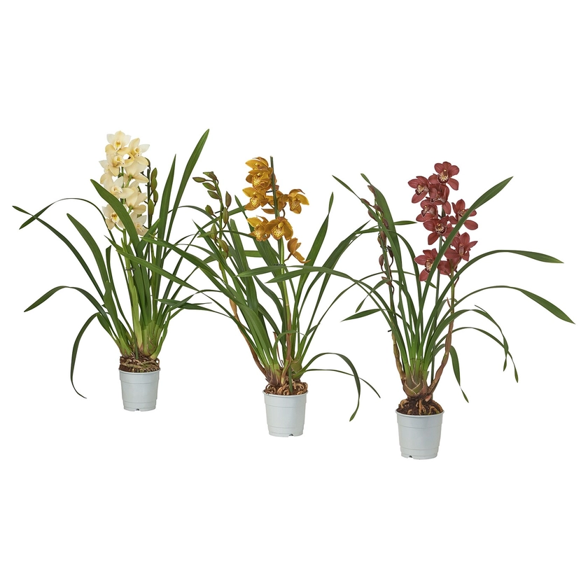 CYMBIDIUM plante en pot, orchidée coloris assortis, 12 cm - IKEA