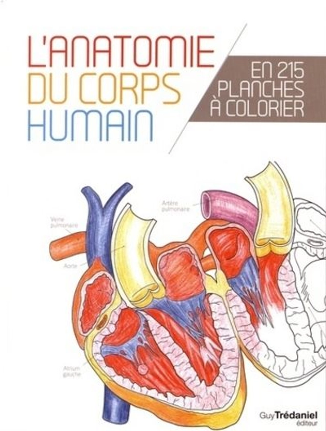 L'anatomie du corps humain en 25 planches à colorier