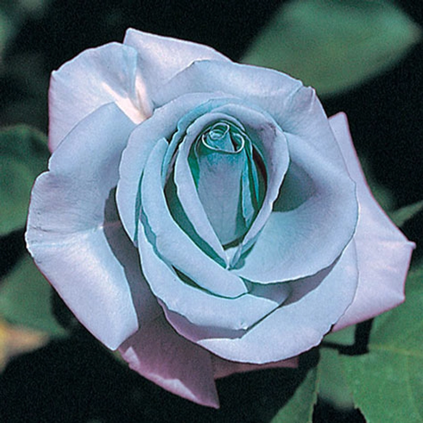 Blue Girl Hybrid Tea Rose | Gurney's Seed & Nursery Co.