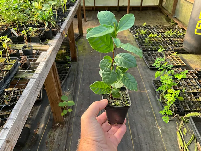 Green Tea Plant, Lipton Ice Tea Plant, Camellia sinesis, 1 live plant 2.5” pot, Free shipping