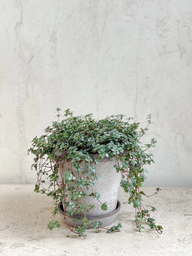 Trailing Silver Pilea Plant in Berg Pottery Container