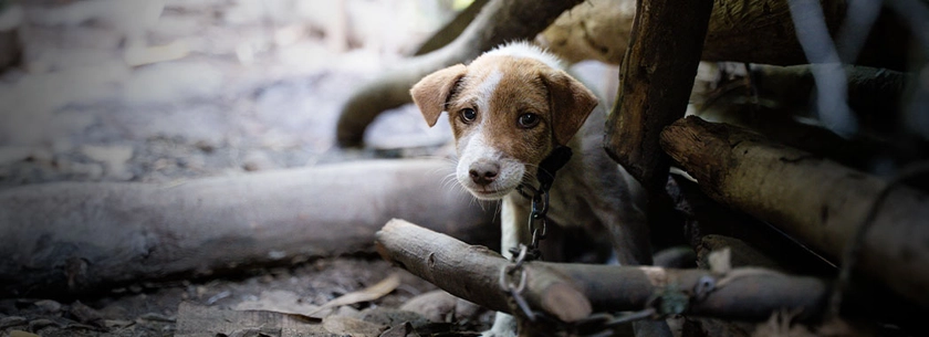 Donate and help shut down the dog meat trade
