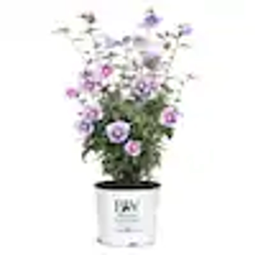 2 Gal. Purple Pillar Rose of Sharon (Hibiscus) Plant with Purple Flowers