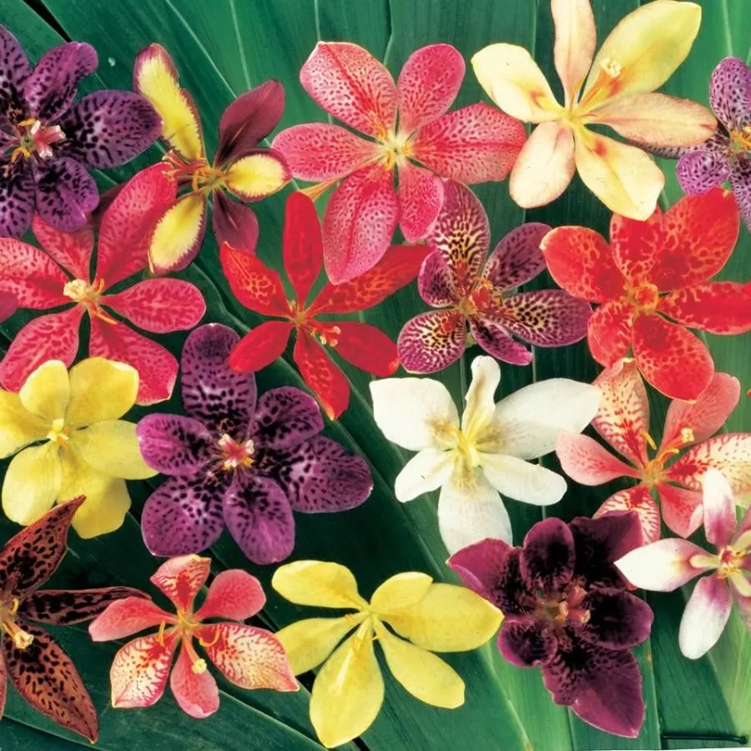 Park Seed Candy Lily Seeds