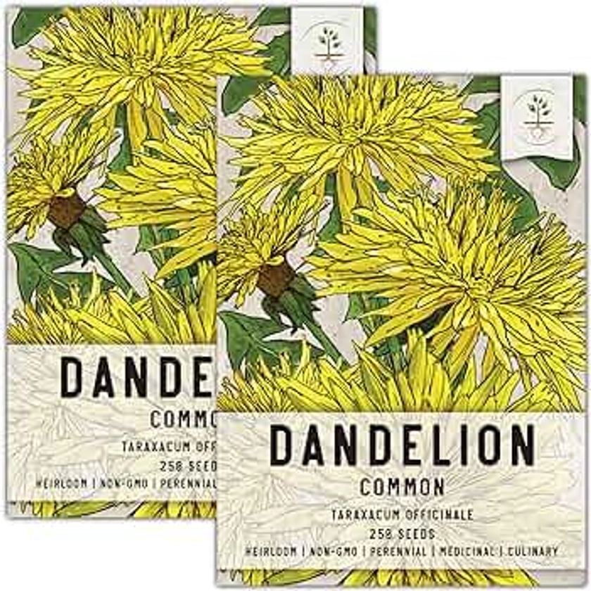 Seed Needs, Dandelion Seeds - 250 Heirloom Seeds for Planting Taraxacum officinale - Non-GMO & Untreated - Great for Tortoises, Rabbits & Bearded Dragons (2 Packs)