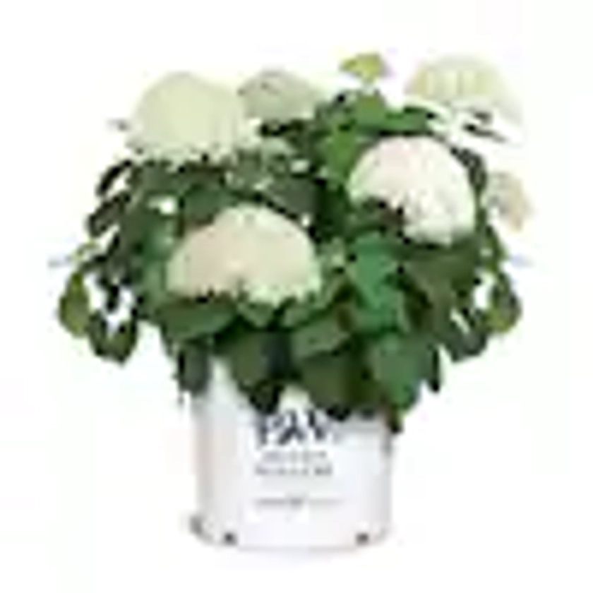 5 Gal. Incrediball Hydrangea Shrub with Enormous White Blooms