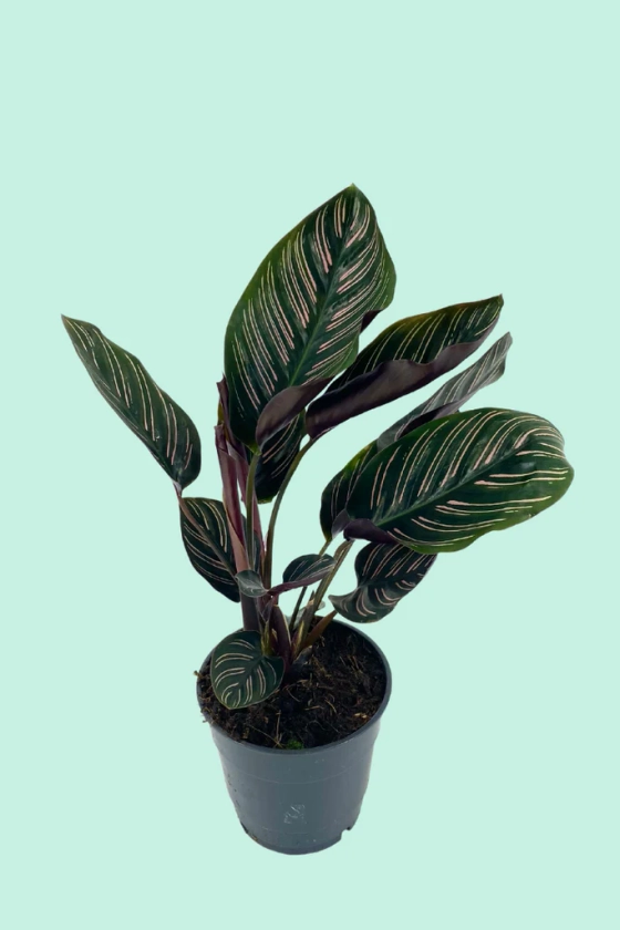 Calathea ornata (Plante Paon)