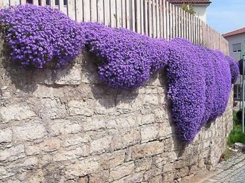 600 SEEDS Rock Cress Cascade Mix Aubrieta Cultorum Hybrida Rockery Flower - Etsy UK