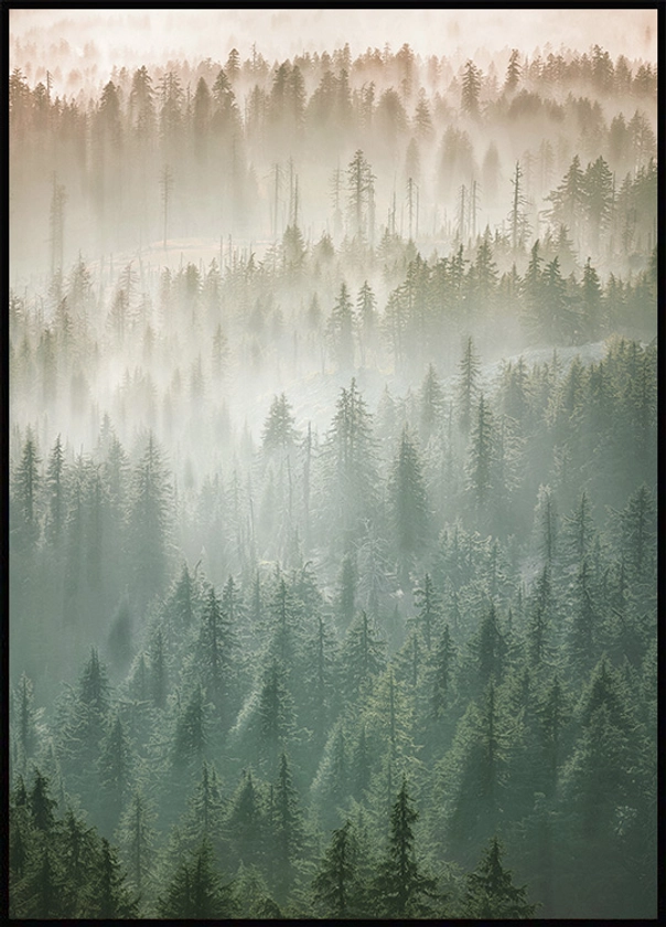 Brume sur la cime des arbres Poster