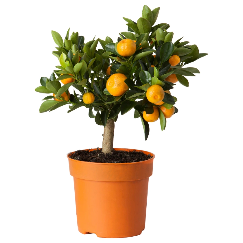 CITRUS plante en pot, oranger calamondin, 15 cm - IKEA
