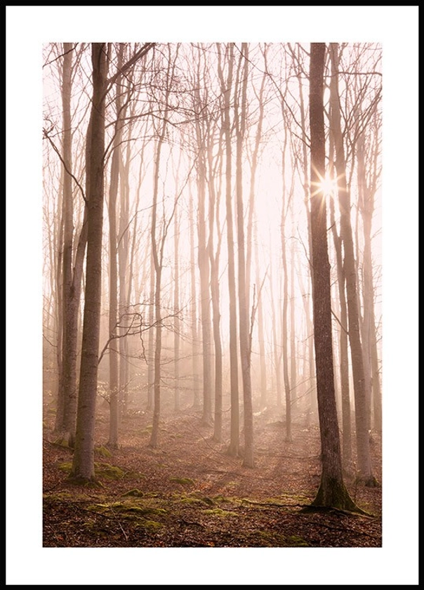 Forêt ensoleillée Poster