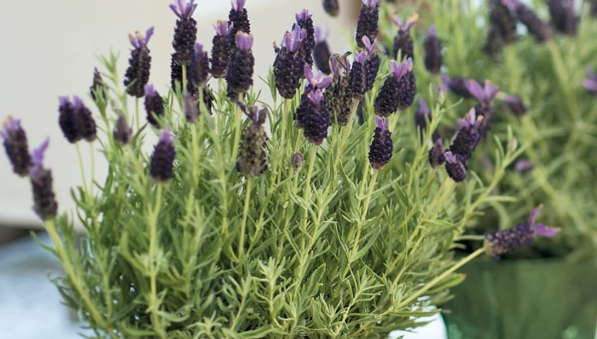 How to Grow Lavender Indoors | Gardener's Supply