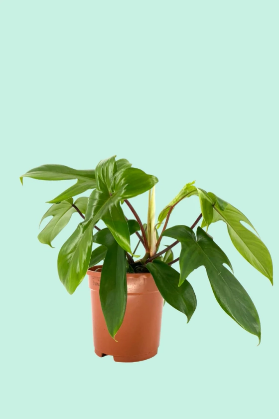 Philodendron 'Florida Green'