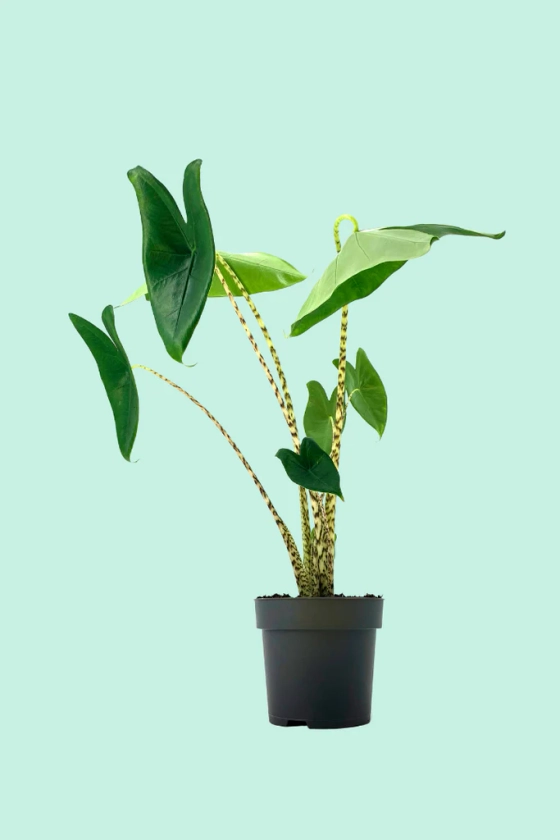 Alocasia zebrina (Oreille d'éléphant)