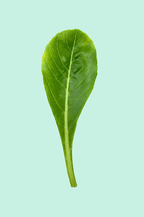 Brighamia insignis (Palmier de Hawaï)