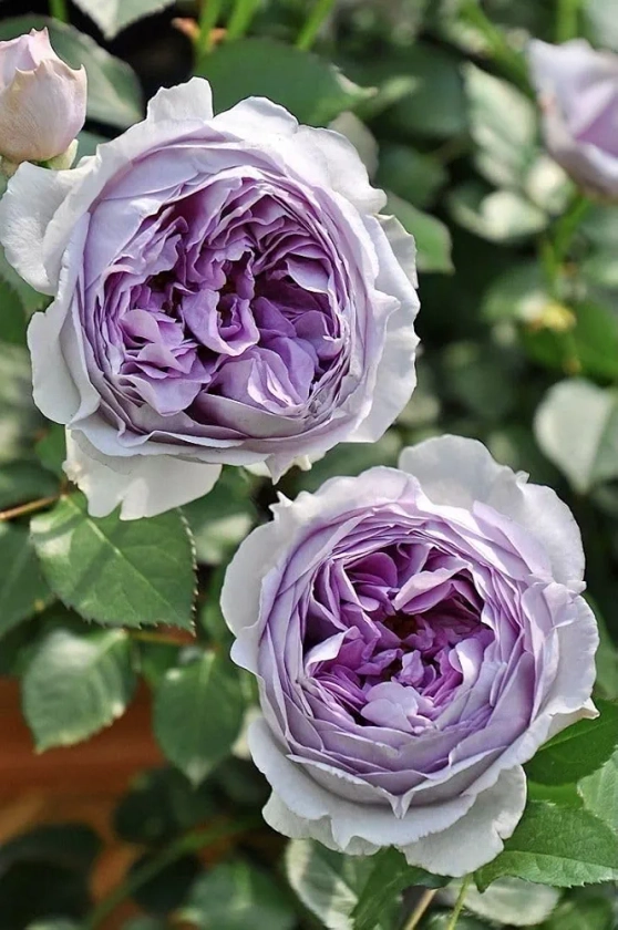 SVG® Chinese Rose Imported Flower All Color Seeds, 40-50 seed (Purple) : Amazon.in: Garden & Outdoors