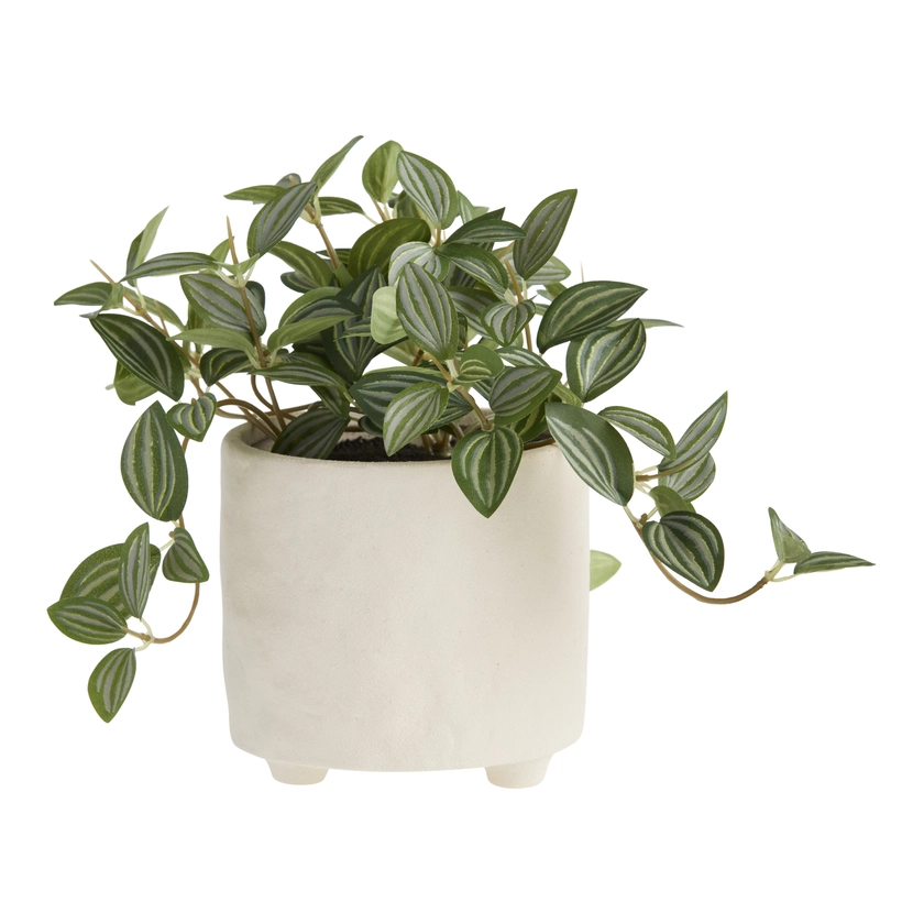 Faux Eyebrow Leaf Plant In White Footed Pot - World Market