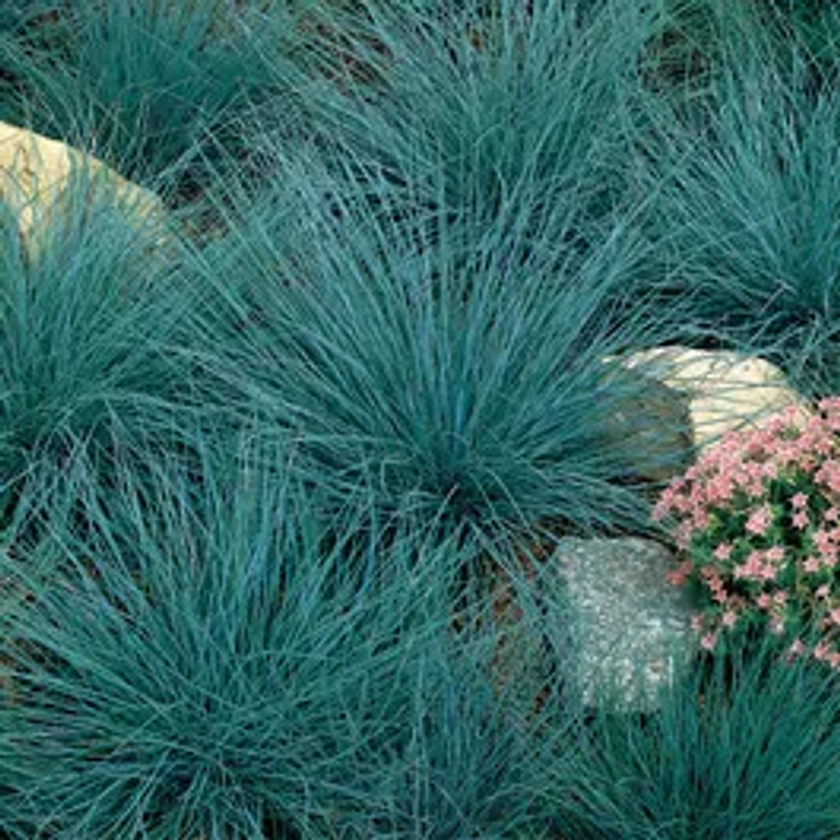 Blue Fescue Perennial Seeds | Park Seed