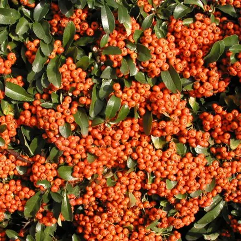 Pyracantha 'Saphyr Orange ('Cadange')' - firethorn