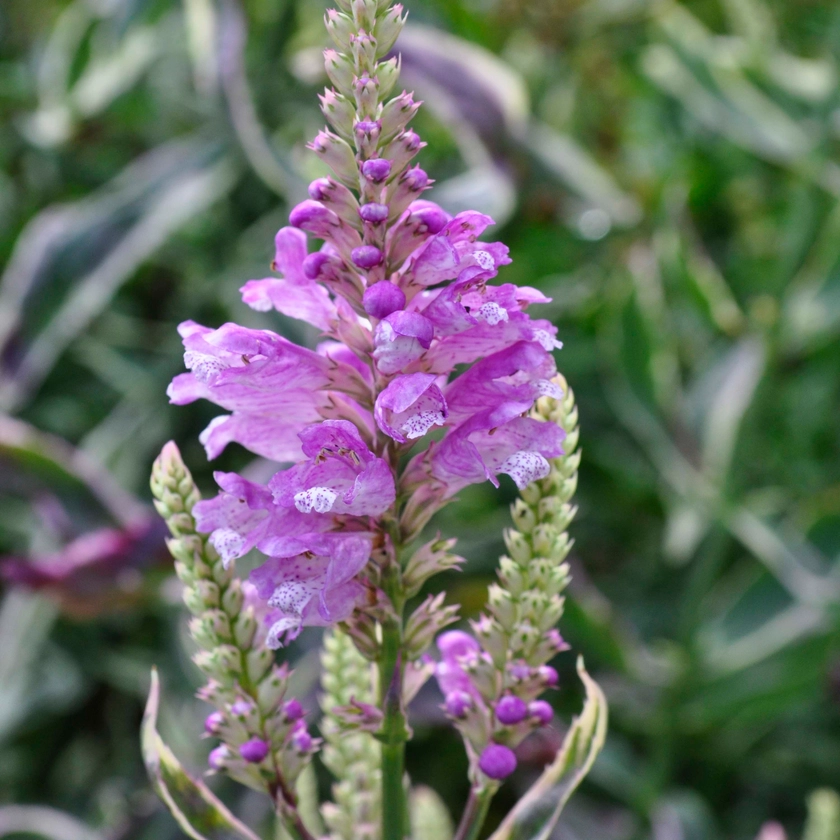 Physostegia virginiana 'Variegata'