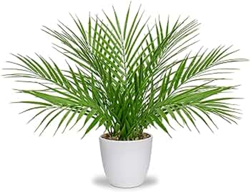 Briful Fake Plant 15’’ Artificial Palm Plant in White Pot Real Touch Faux Tropical Palm Tree Houseplant for Home Indoor Living Room Tabletop Balcony Decorations