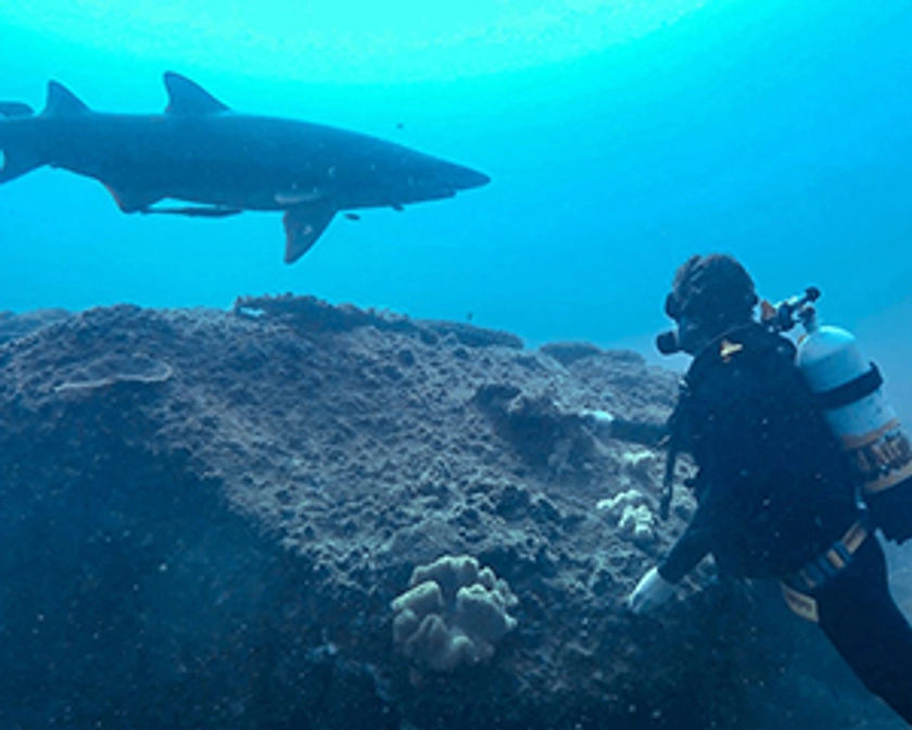 Grey Nurse Shark Double Dive, 4 Hours - Nurse Rock