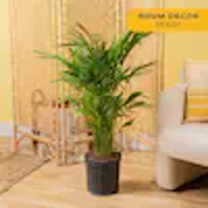 Cateracterum Indoor Palm (Cat Palm) in 9.25 in. Grower Pot, Avg. Shipping Height 3-4 ft. Tall