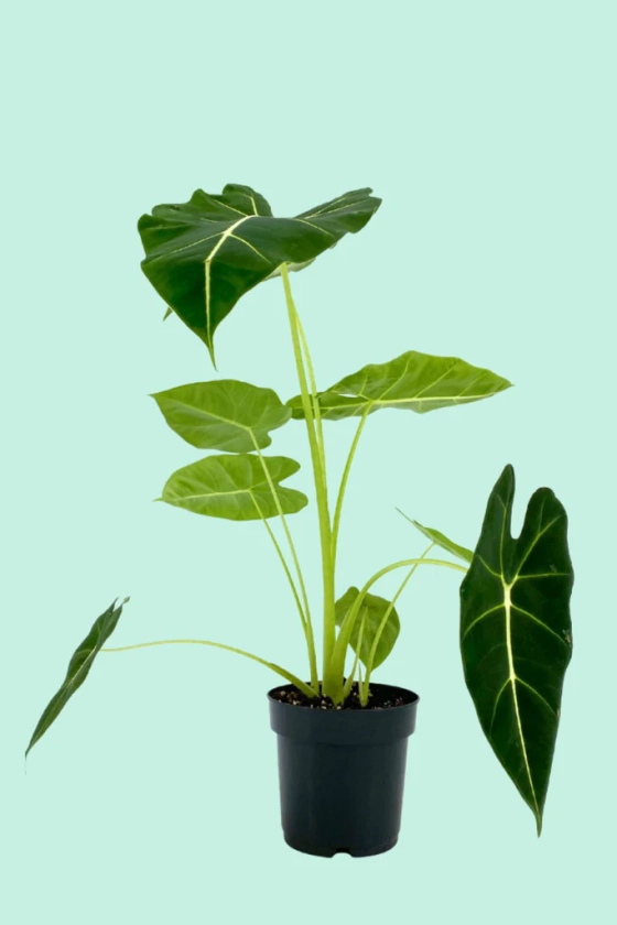 Alocasia 'Frydek' (Oreille d'éléphant)