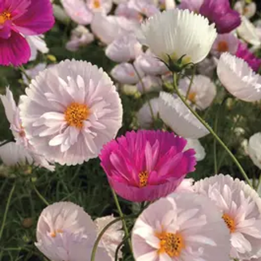 'Cupcakes and Saucers Mix' Cosmos Seeds | Park Seed