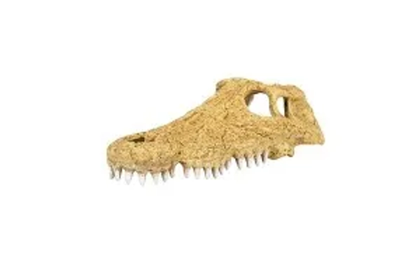 Crâne de crocodile