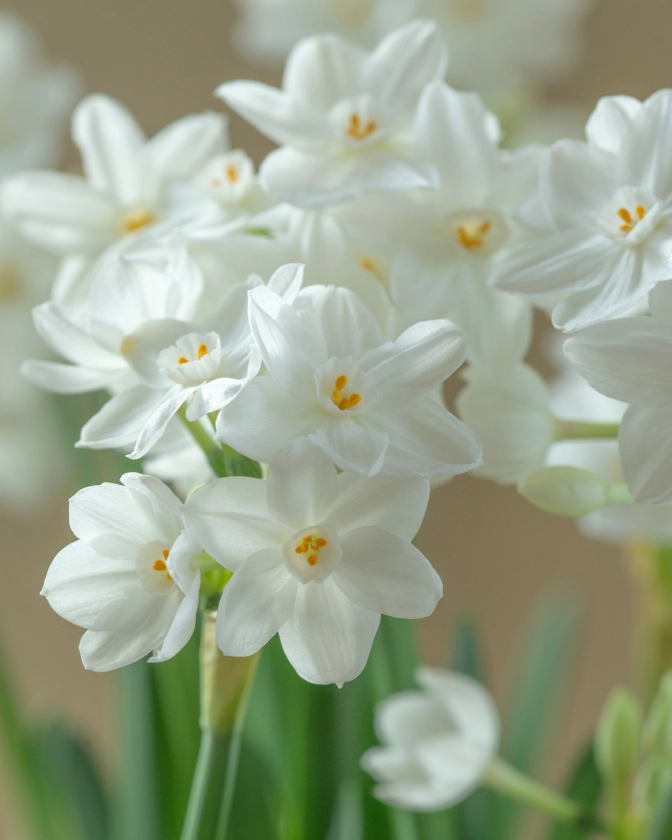 Narcissus tazetta 'Paperwhite Inbal' bulbs — Buy 'Paperwhites' online at Farmer Gracy UK