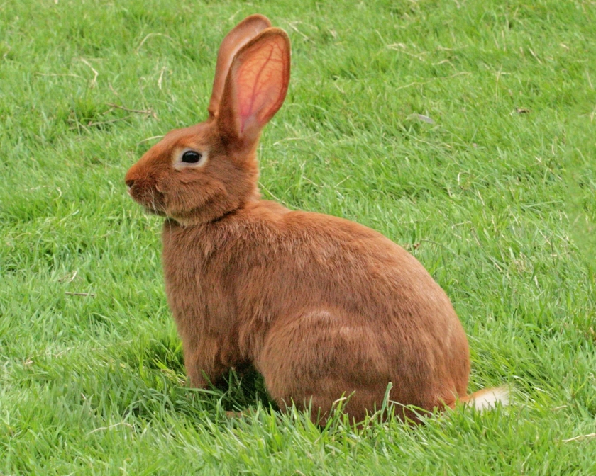 Lapin Fauve de Bourgogne • Élevage et vente de lapins de race