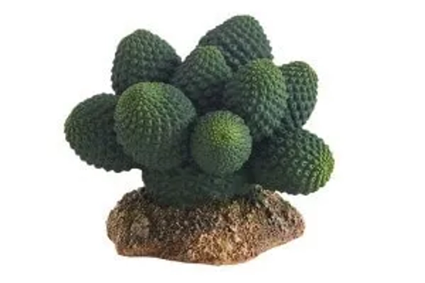 Cactus Atacama