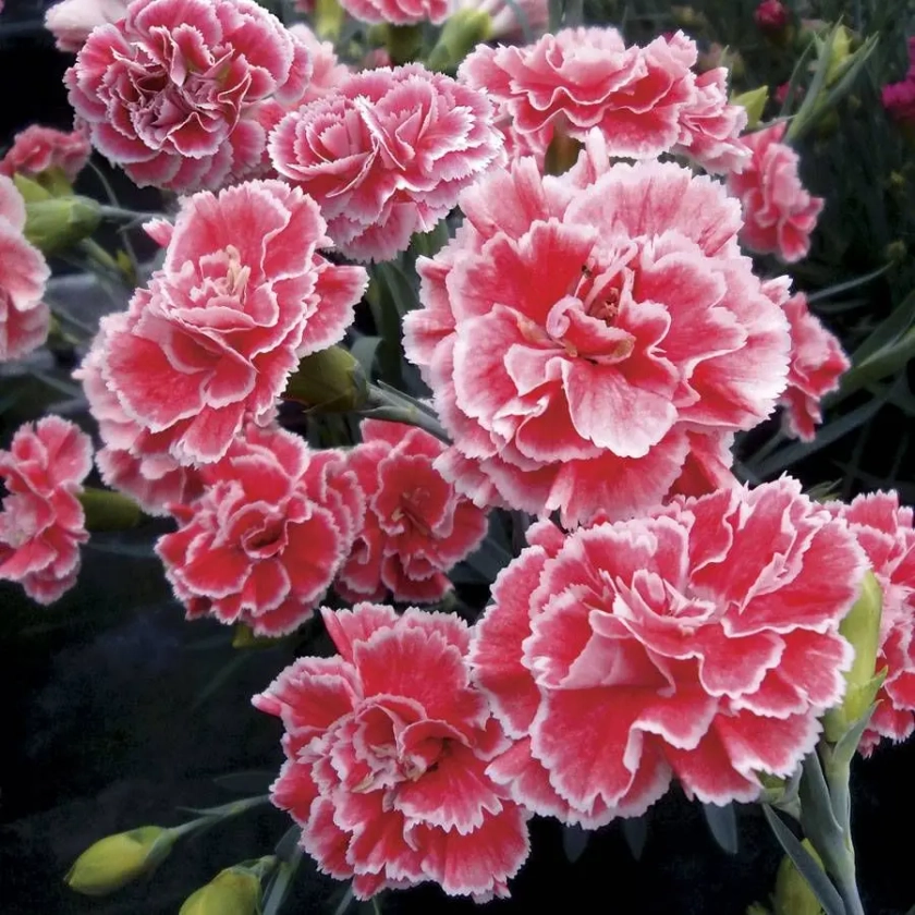 Dianthus Scent First&reg; 'Coral Reef'