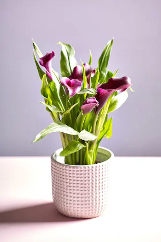 Multi Calla Lily Real Plant in Ceramic Pot