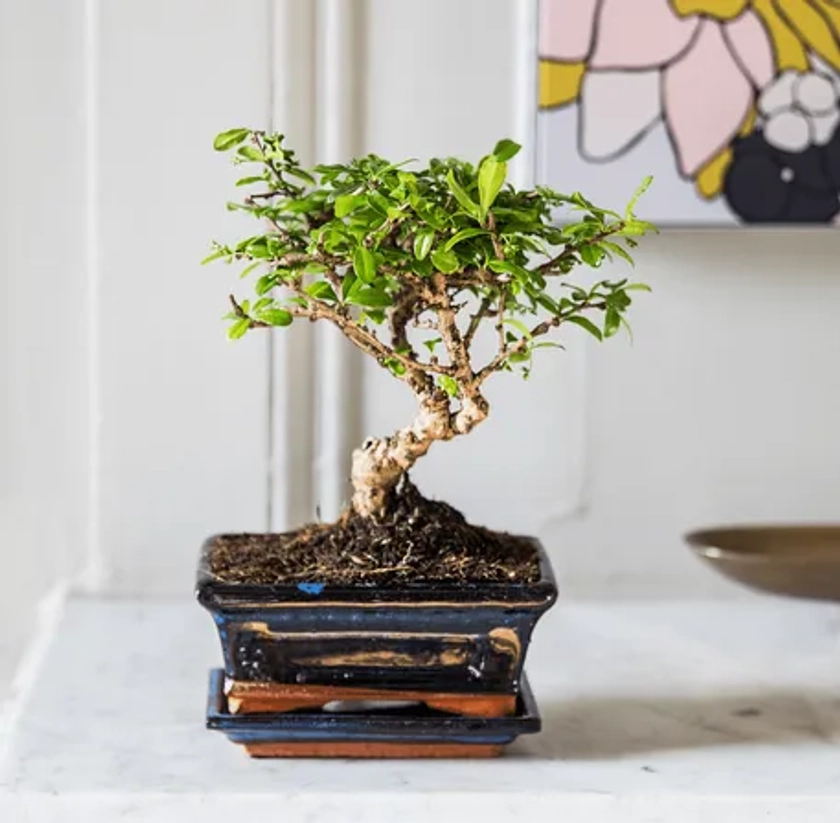 Bonsai Carmona