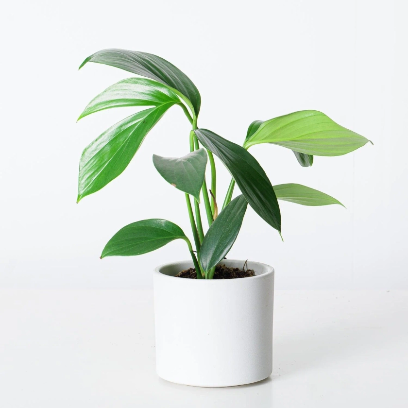 House of Kojo | Indoor Plants and Pots