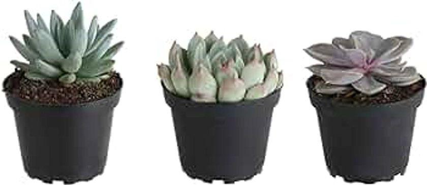 Costa Farms Echeveria Succulents Fully Rooted Live Indoor Plant 6-Inches Tall, in Grower Pot, 3-Pack