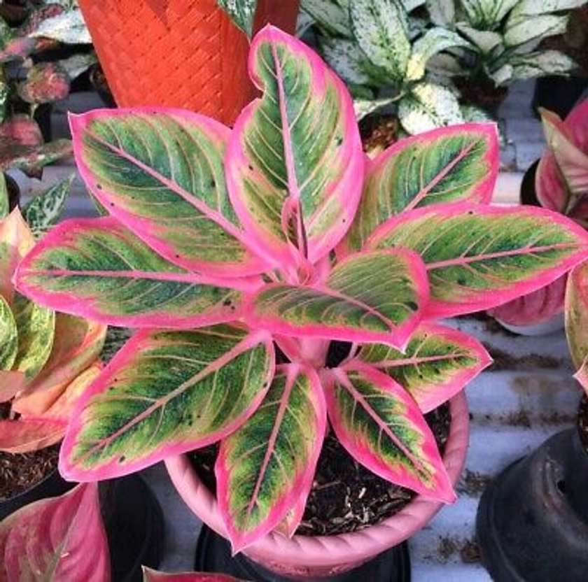 Aglaonema Lotus Delight with Phyto Cert / DHL Express