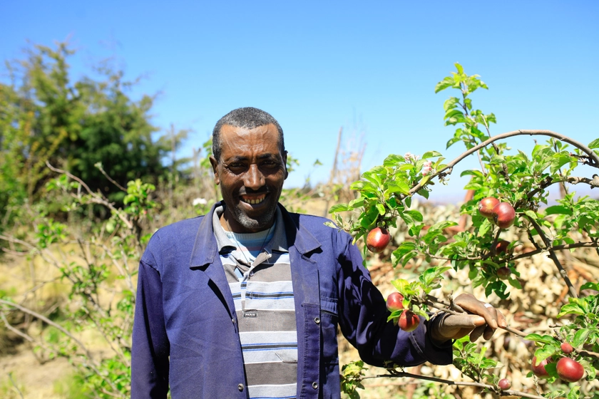 Gifts that grow | Ethiopian apple tree | Tree Aid