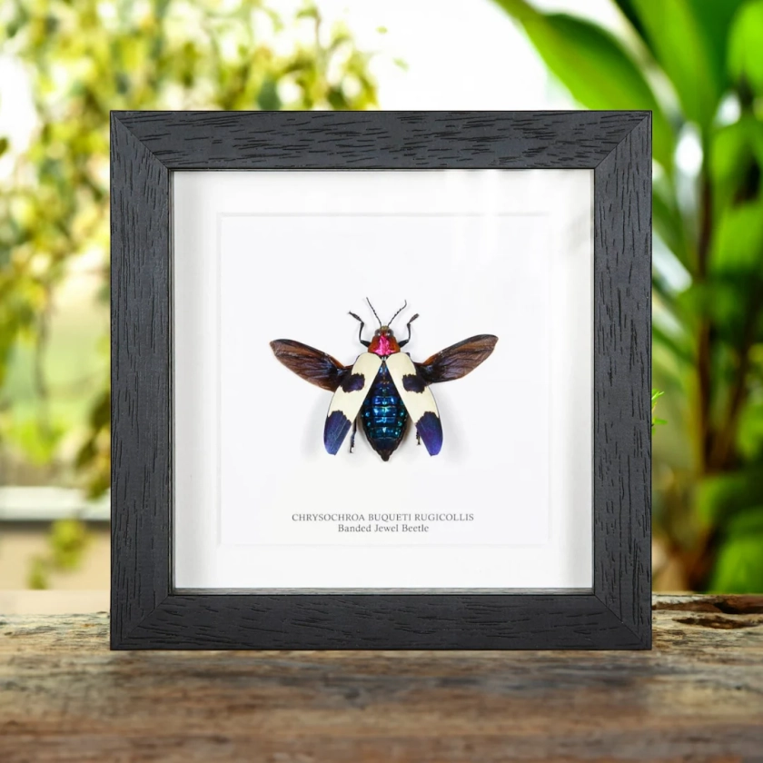 Banded Jewel Beetle in Box Frame (Chrysochroa buqueti rugicollis)