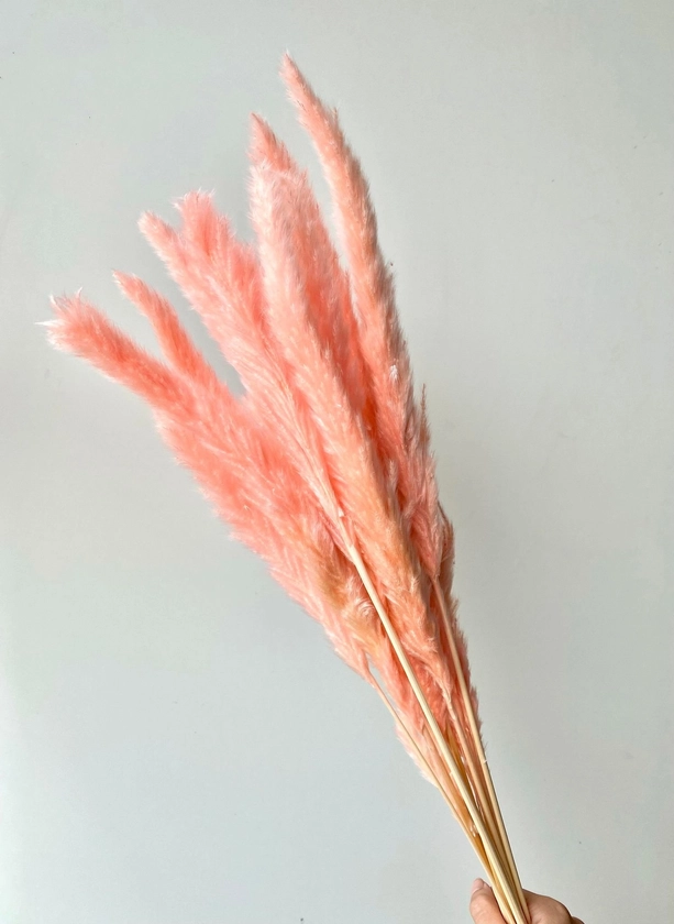 Preserved Small Pampas - Pink — Dried & Preserved Flowers | Fleury