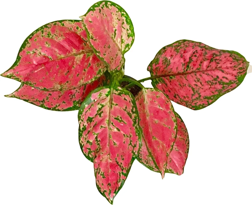 The Four Seasons Aglaonema Red Valentine Natural Live Plant in Pot : Amazon.in: Garden & Outdoors