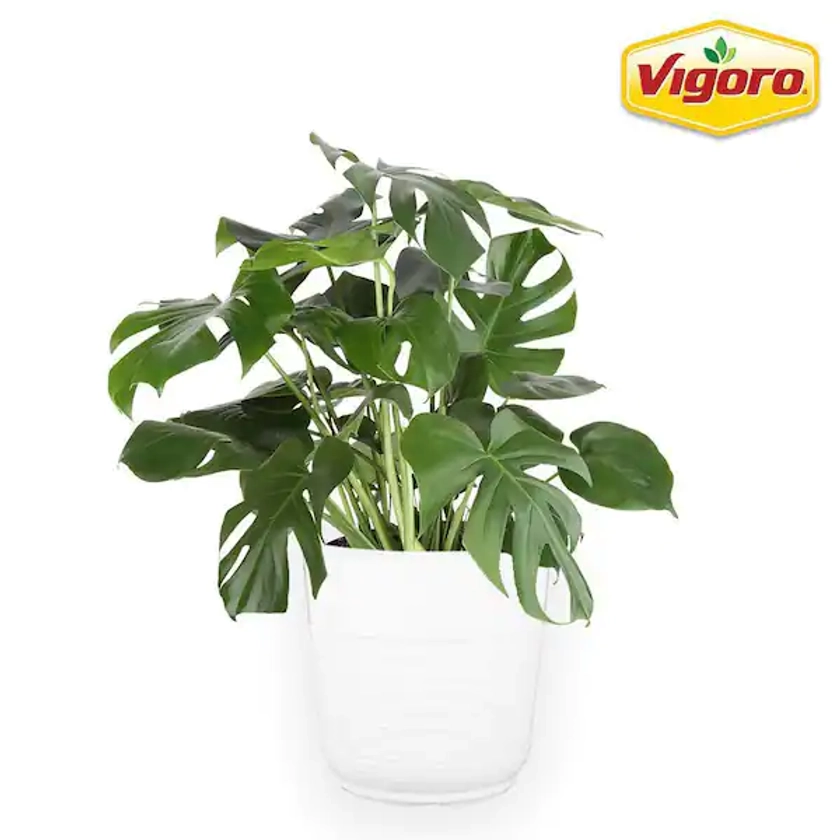 Vigoro 10 in. Philodendron Monstera Swiss Cheese Plant in White Plastic Deco Pot MONPHIL1PDP - The Home Depot