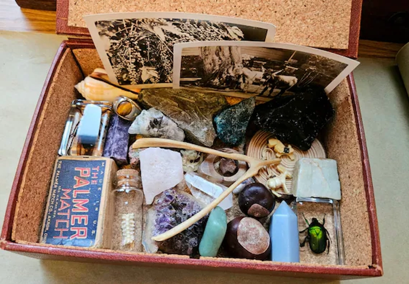 Nature Curiosities Morbid Mystery Box | unusual curated vintage oddities and natural items collection