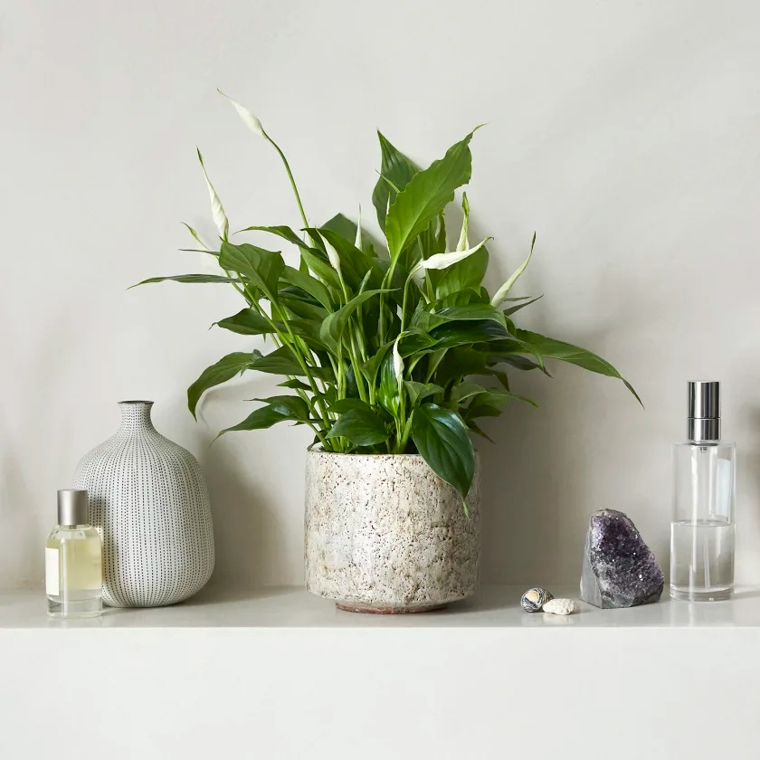 Peace Lily | Indoor House Plants Delivered | Patch