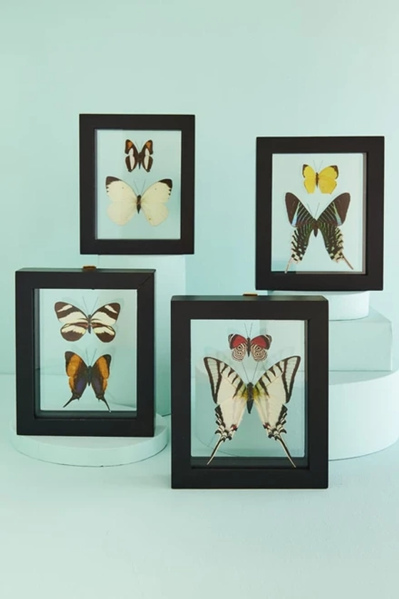 Two Butterflies in Black Frame