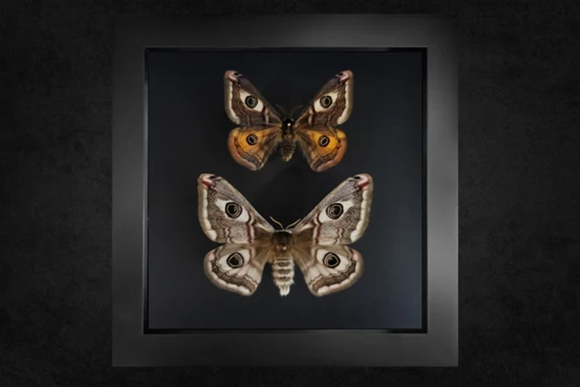 Papillon de nuit, Saturnia pavoniella, papillon de nuit encadré, véritable insecte