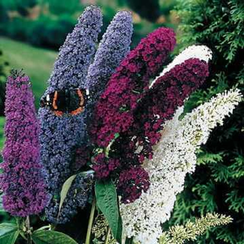 Butterfly Bush Seed Mix