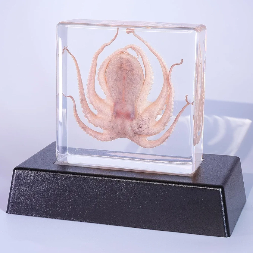 Light Up Taxidermy Octopus,Real Octopus Specimens Animal Specimen in Resin for Science Classroom Science Education,Colorful Lighting Taxidermy with LED Base for Biology Oddities Decor Display Gifts